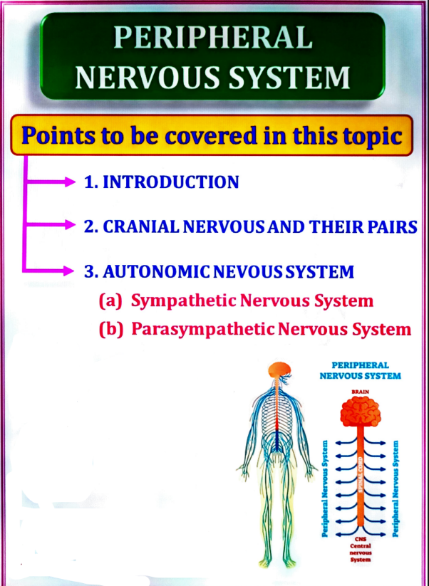 Human Anatomy and Physiology – I (B. Pharm, 1st Semester) - Unit 4