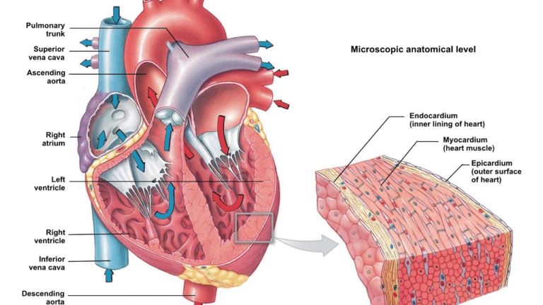 Human Anatomy and Physiology 1